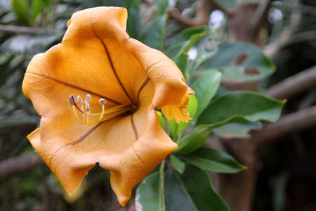 Yellow tropical Madagascar flower growing in a rainforestの写真素材