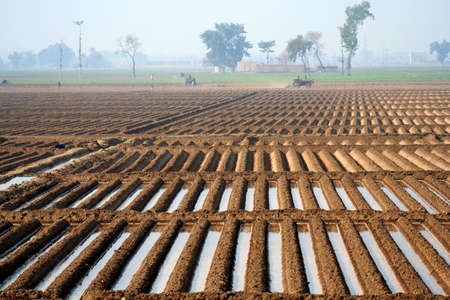 Field in the rural part of Pakistanの写真素材