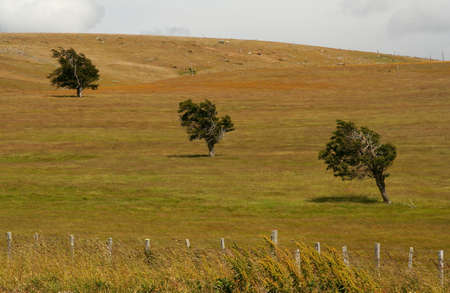 Three trees standing out on the grassland in Patagoniaの写真素材