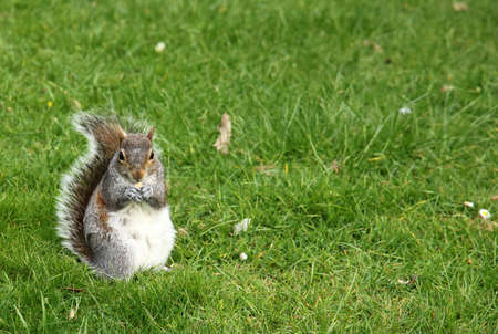 Squirrel standing in a grass in the park