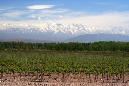 Organic vineyards near Mendoza in Argentina with Andes in the backgroundの写真素材