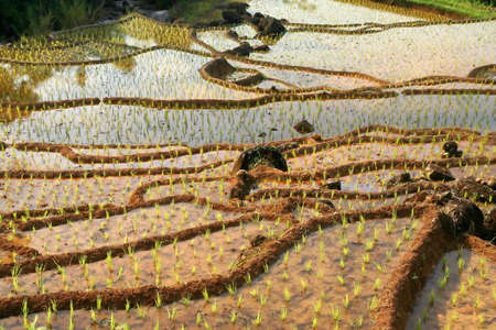 Green terraced rice fields on Sumatra Indonesiaの写真素材