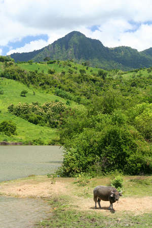 Water buffalo with dense tropical jungle on the Indonesian Sumbava island in the backgroundの写真素材