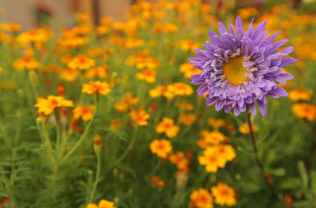 Colorful flowers in the home garden in spring