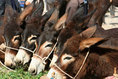 Donkeys for sale on Kashgar sunday livestock marketの写真素材