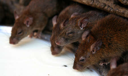 Holy rats drinking milk in the Karni Mata temple, Deshnok near Bikaner, India