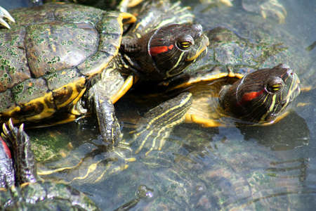 Turtles in a water in a temple in Penang, Malaysiaの写真素材