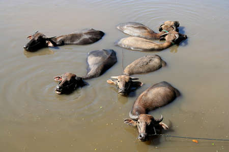 Water buffallos in a river, Sumbava, Indonesiaの写真素材