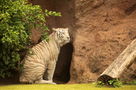 White tiger in captivity in the Loro Parque in Tenerife, Canary Islands, Spainの写真素材