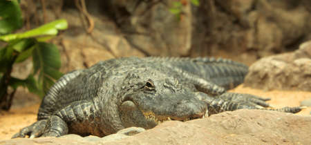 Large alligator waiting for next meal in Loro Parque, Tenerife, Canary Islands, Spainの写真素材