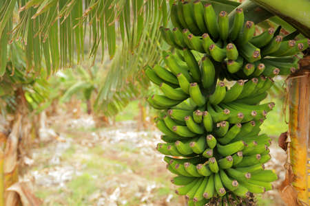 Big bunch of bananas growing on a plantation in La Gomera - one of the Canary Islands, Spainの写真素材