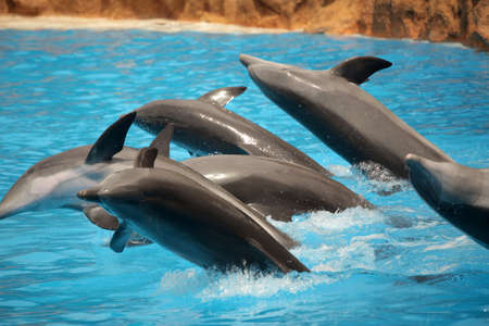 Dolphins jumping in water during show in Loro Parque in Tenerife, Spainの写真素材
