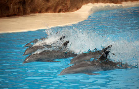 Dolphins swimming fast during show in Loro Parque in Tenerife, Spainの写真素材