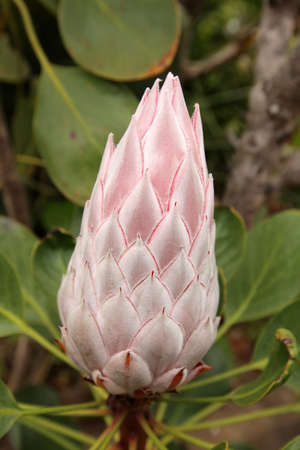 King Protea flower photographed in botanical garden in La Gomera, Canary Islands, Spainの写真素材
