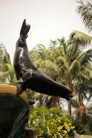 Sealion jumping into pool from a tall rock during show in Loro Parque in Tenerife, Spainの写真素材
