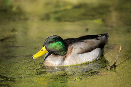 Mallard duck swimming in a small pond in Rookery in Streatham, Londonの写真素材