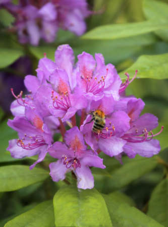 Bee polinating rhododendron flower in springの写真素材