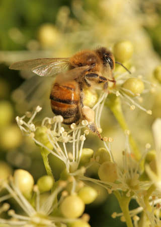 Macro shot of a bee collecting pollen on a yellow flower, summerの写真素材