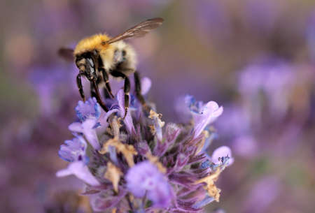 Bumblebee collecting pollen on a lavender, summer
