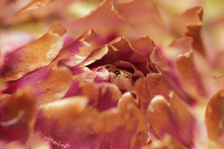 Macro shot   close up   of blooming globe artichoke flower with bright pink centerの写真素材