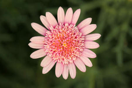 Pink gerber daisy flower over green garden background