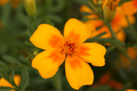 Yellow potentilla flower growing in the gardenの写真素材
