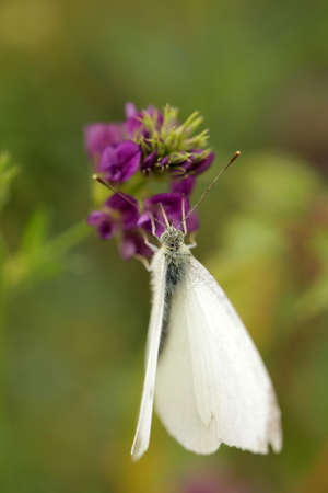 White Cabbage Butterfly feeding on the nectar of a lavender flower in springの写真素材