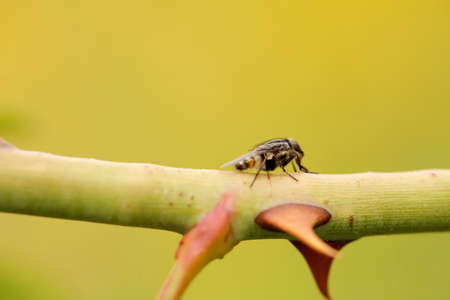 Macro shot of a small fly and a rose thorn