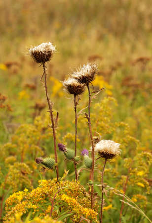 Shot of thistle capsules after it dispersed seedsの写真素材