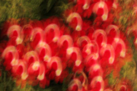 Blurred artisitc effect of a red primrose flowers