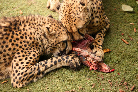 Two cheetah feasting on a piece of fresh meatの写真素材