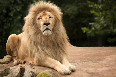 Portrait of an old lion sitting on a rockの写真素材