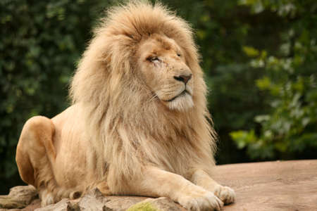 Portrait of an old lion sitting on a rock