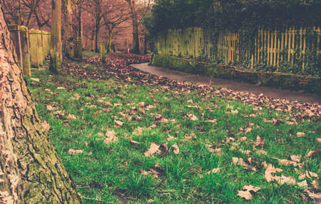 Trees and colourful leaves they had shed on a sunny autumn day in one of London Parks