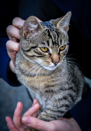 Cute cat sitting in her owner s handsの写真素材