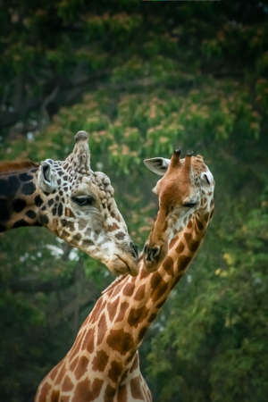 Couple of giraffes in love in the zoo in Indiaの写真素材