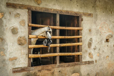 Two goats looking out through farm building windowの写真素材