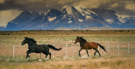 Wild horses running with the of Torres del Paine mountains in chilean Patagoniaの写真素材