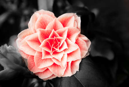 Pink flower Camellia Japonica in springの写真素材