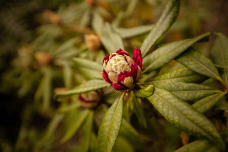 Opening bud of a red rhododendron in springの写真素材
