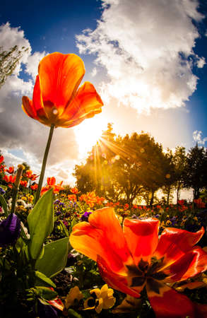 Red tulips in the garden in spring