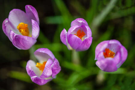Small crocuses flower on a meadow in spring