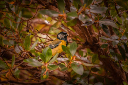 Adult tit sitting among the tree branchesの写真素材