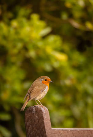 Small robin bird sitting on the bench in a parkの写真素材