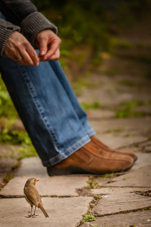 Small robin bird being fed by a woman sitting on bench in a park