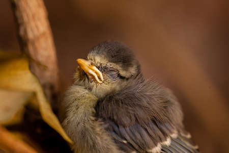 Baby tit sitting among the tree branchesの写真素材