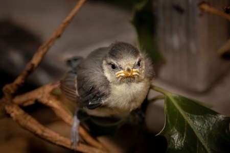 Baby tit sitting among the tree branchesの写真素材