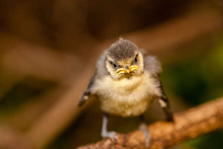 Baby tit sitting among the tree branches