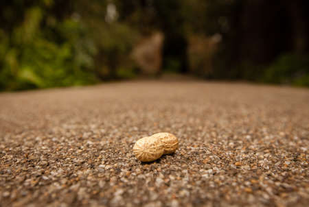 Single nut left on a ground for a squirrelの写真素材