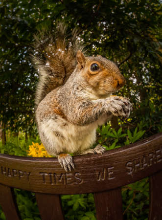 Close up of a grey squirrel sitting on a bench and eating nutの写真素材
